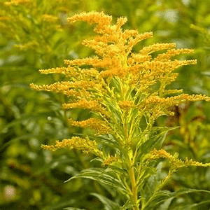 Des images de diffrentes plantes